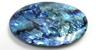 Shell-Paua (Dyed Blue)